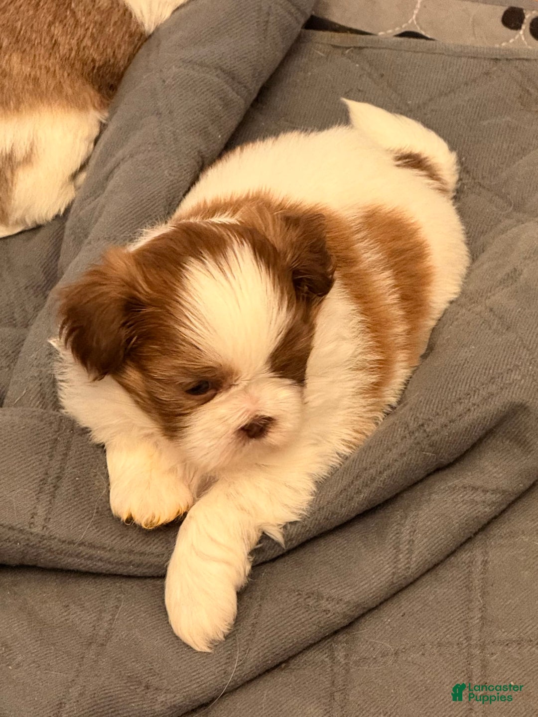 Shih Tzu dogs for sale: Lady Liberty - Image 3