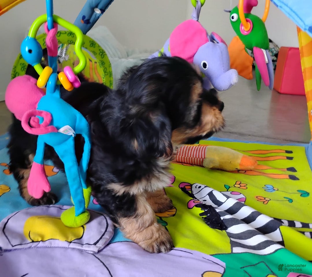 Shorkie dogs for sale: Grady - Image 5