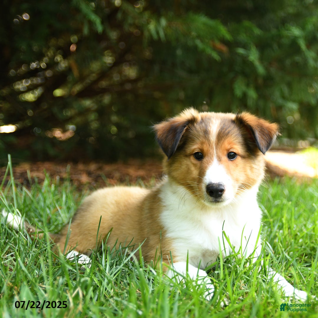 Shetland Sheepdog dogs for sale: Leo - Image 1