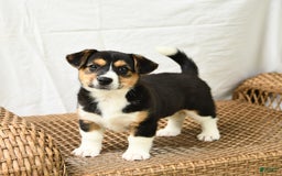 Jack Russell Terrier dogs for sale: Jack Russell Terrier 5 puppies - Image 13