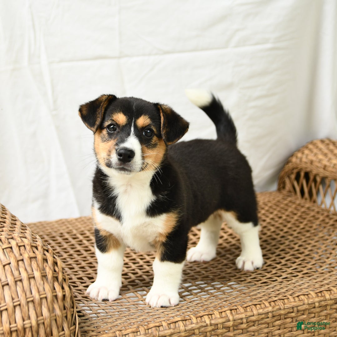 Jack Russell Terrier dogs for sale: Jack Russell Terrier 5 puppies - Image 13