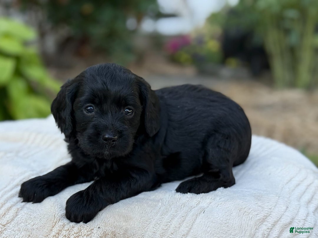 Cavapoo dogs for sale: Liam - Image 7