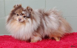 Pomeranian dogs for sale: Santiago - Image 12