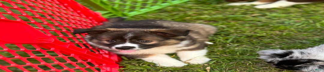 Gizmo