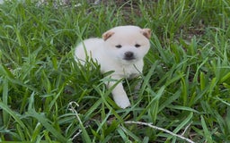 Shiba Inu dogs for sale: Yuki - Image 11