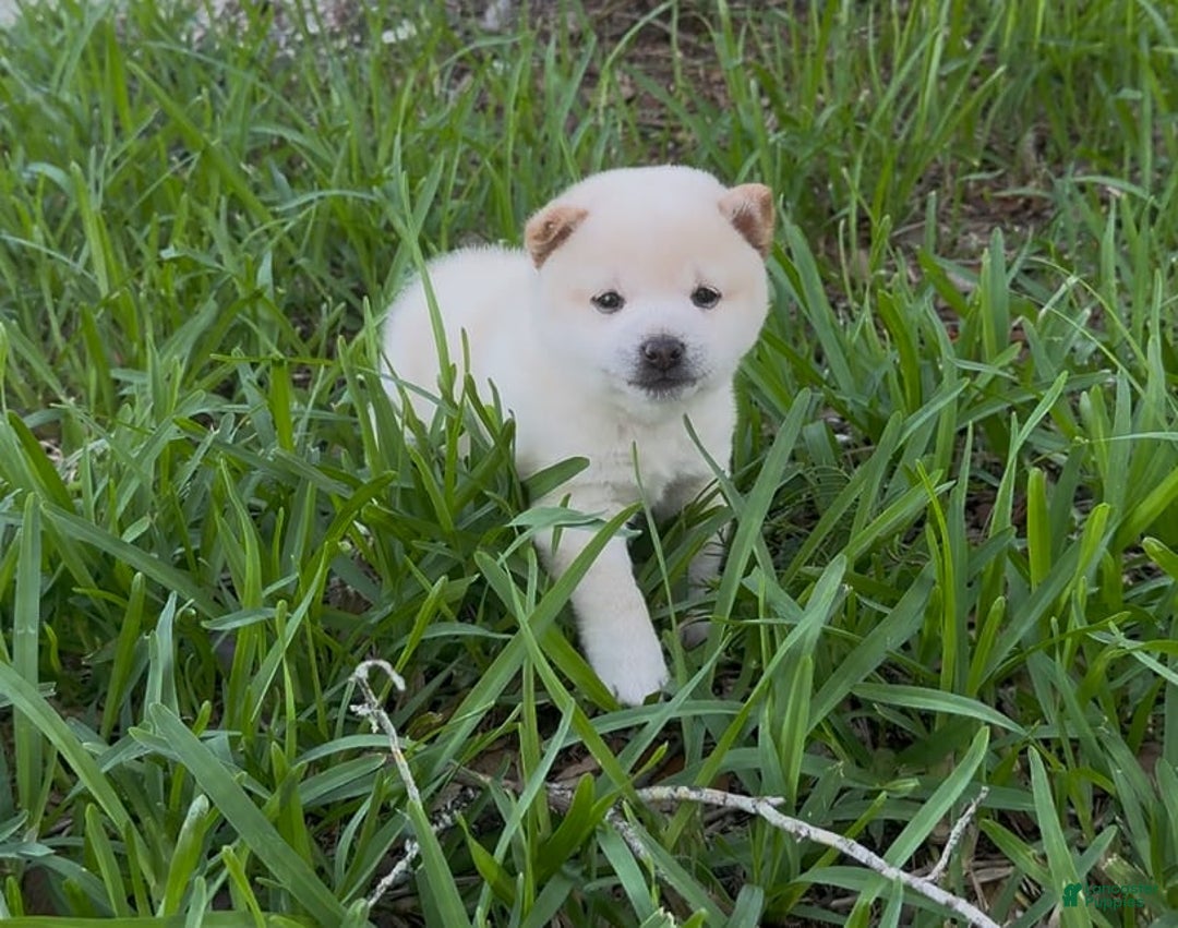 Shiba Inu dogs for sale: Yuki - Image 11
