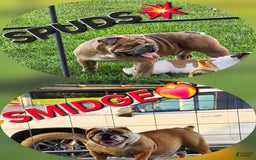 Olde English Bulldogge dogs for sale: Bugzy - Image 5