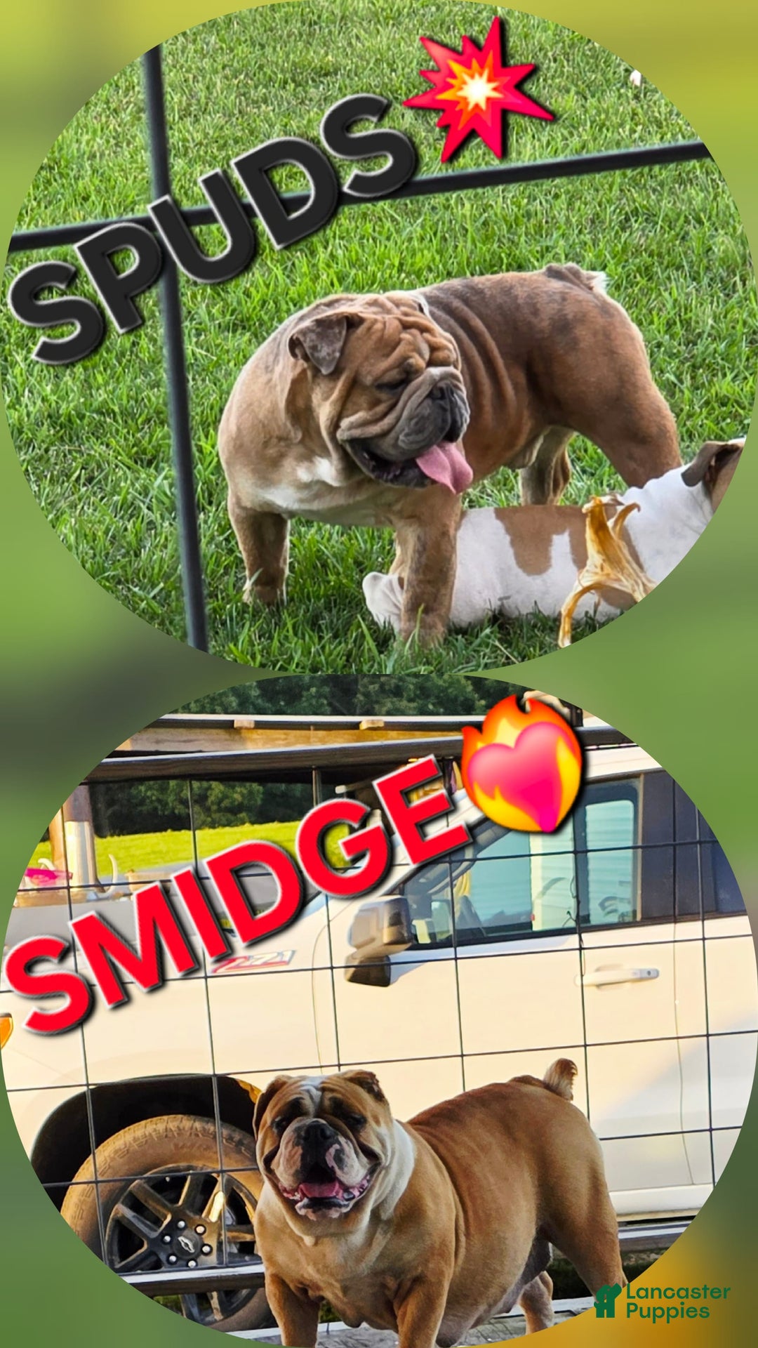 Olde English Bulldogge dogs for sale: Bugzy - Image 5
