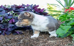 Welsh Corgi Pembroke dogs for sale: Arlo - Image 2