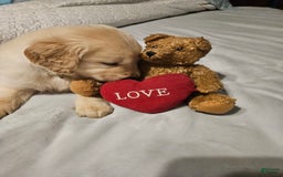Golden Retriever dogs for sale: Bella - Image 4