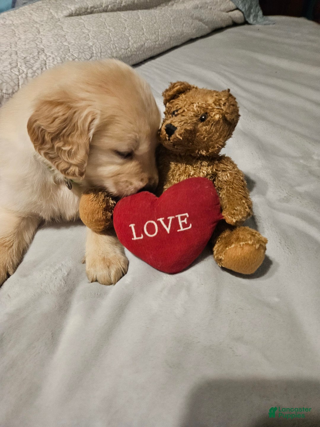 Golden Retriever dogs for sale: Bella - Image 4