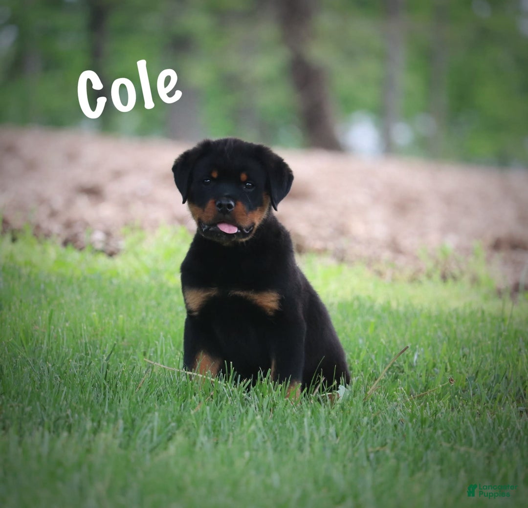 Rottweiler dogs for sale: Cole - Image 11