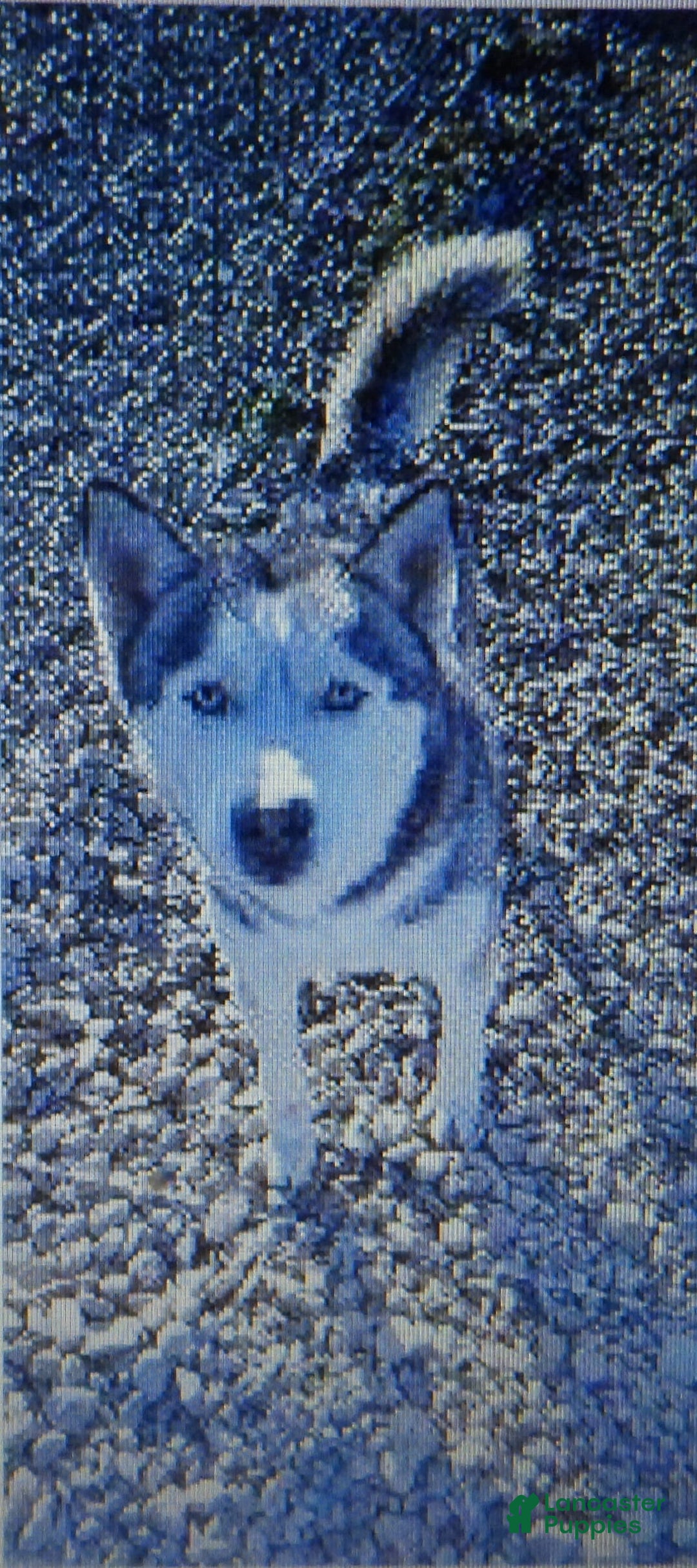 Gerberian Shepsky dogs for sale: Henry - Image 16
