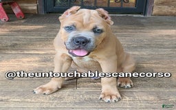 Cane Corso dogs for sale: Gza - Image 6