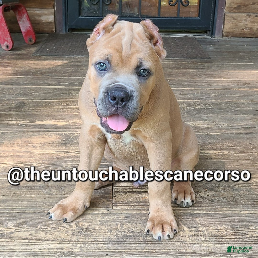Cane Corso dogs for sale: Gza - Image 6