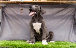 Great Dane dogs for sale: Molly - Image 30