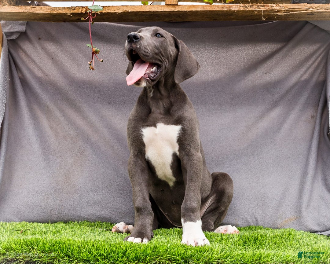 Great Dane dogs for sale: Molly - Image 30