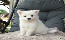 American Eskimo dogs for sale: Finn - Image 1