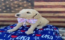 Standard Poodle dogs for sale: Sailor / Pink Girl - Image 1