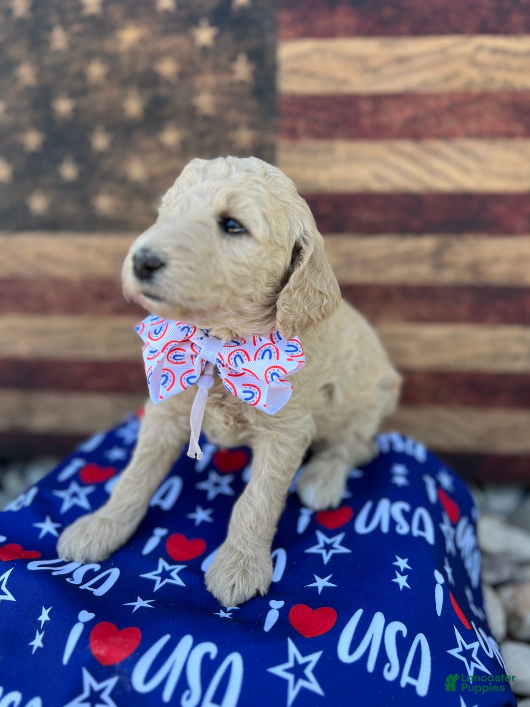 Standard Poodle dogs for sale: Sailor / Pink Girl - Image 1