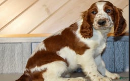 Welsh Springer Spaniel dogs for sale: Male Puppy - Image 5