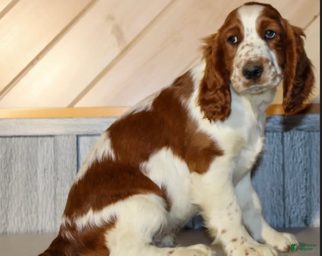 Welsh Springer Spaniel dogs for sale: Male Puppy - Image 5