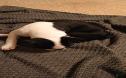 Boston Terrier dogs for sale: Pipe - Image 1