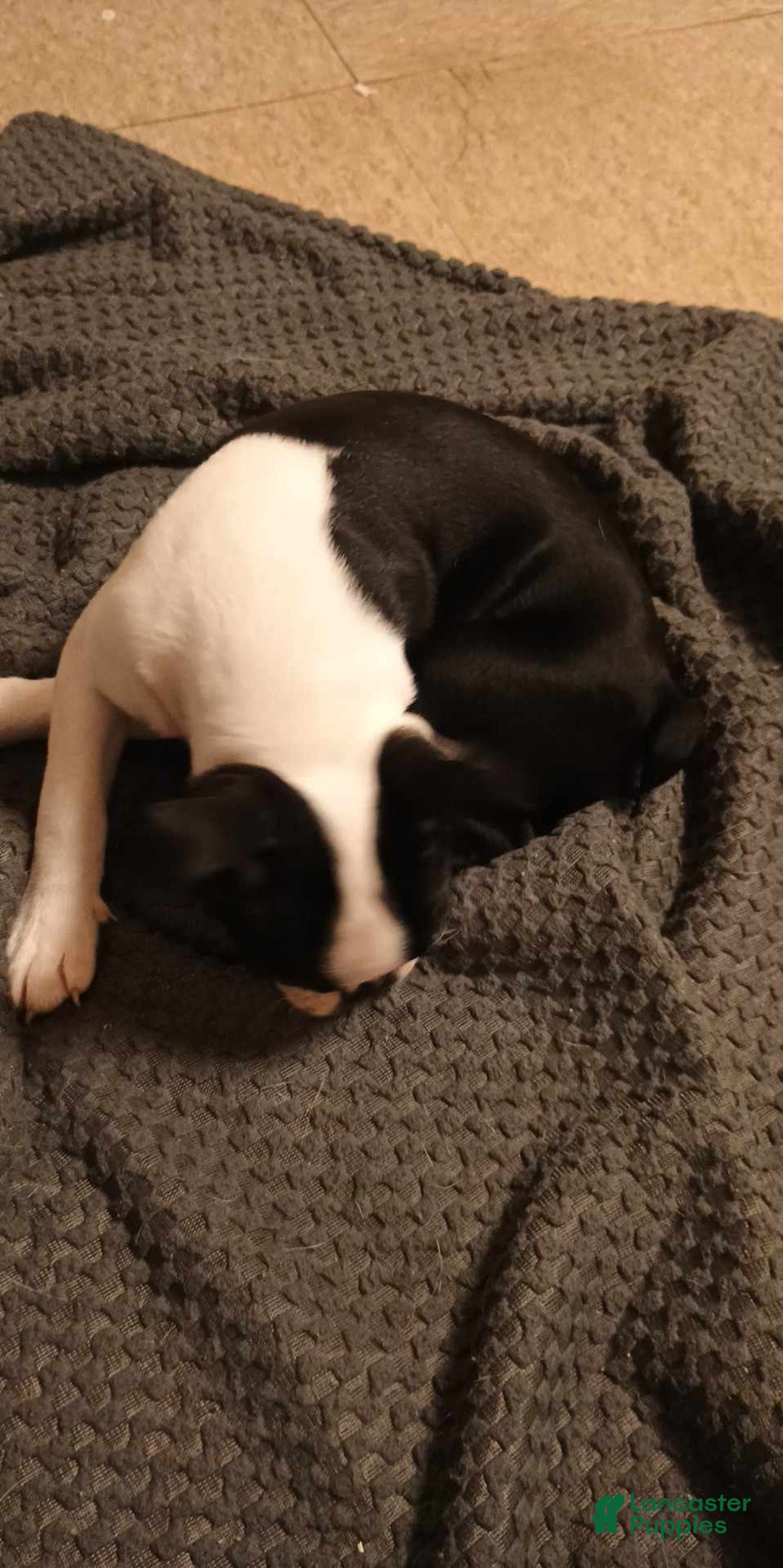 Boston Terrier dogs for sale: Pipe - Image 1