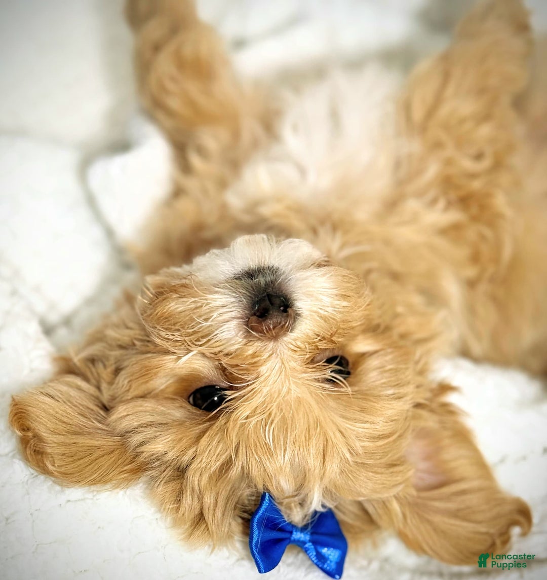 Maltipoo dogs for sale: Red Collared Boy - Image 16