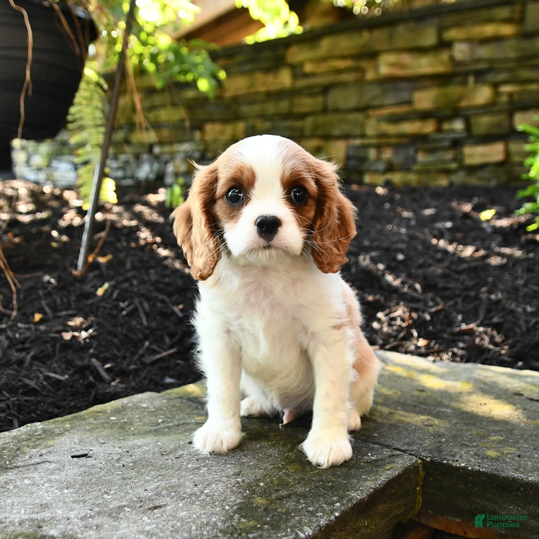 Cavalier King Charles Spaniel dogs for sale: Ryder - Image 4