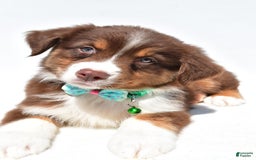 Australian Shepherd dogs for sale: Kody - Image 12