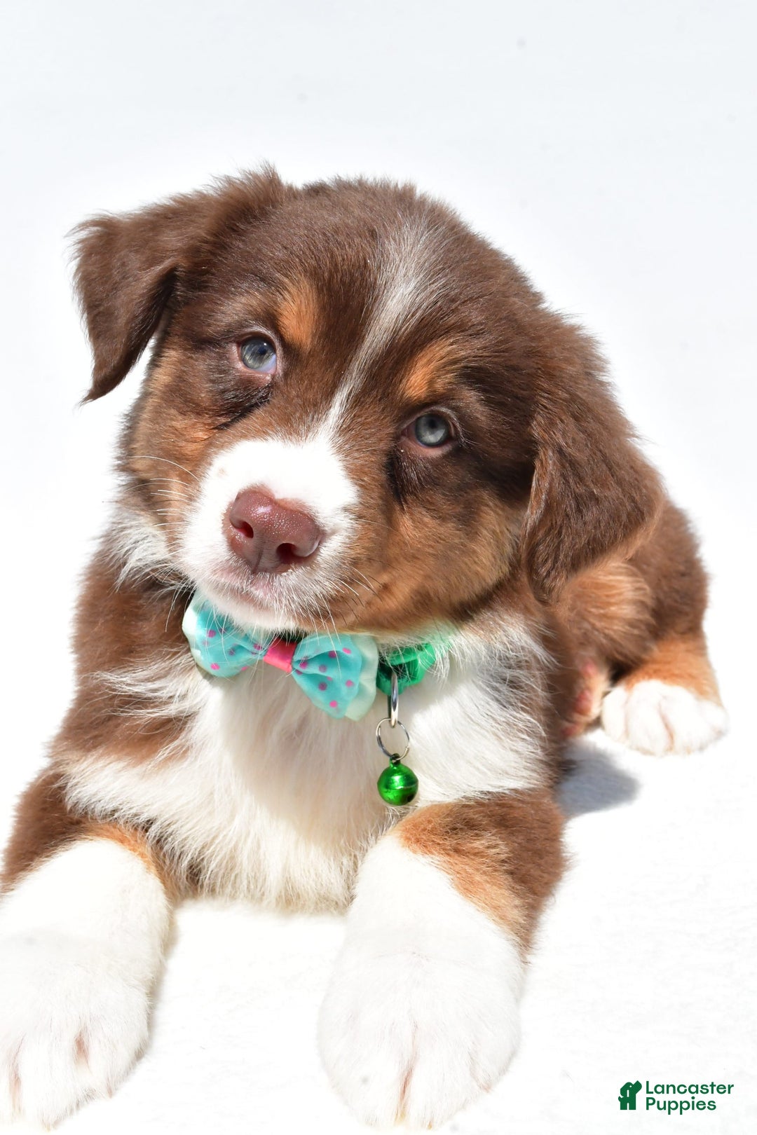 Australian Shepherd dogs for sale: Kody - Image 12