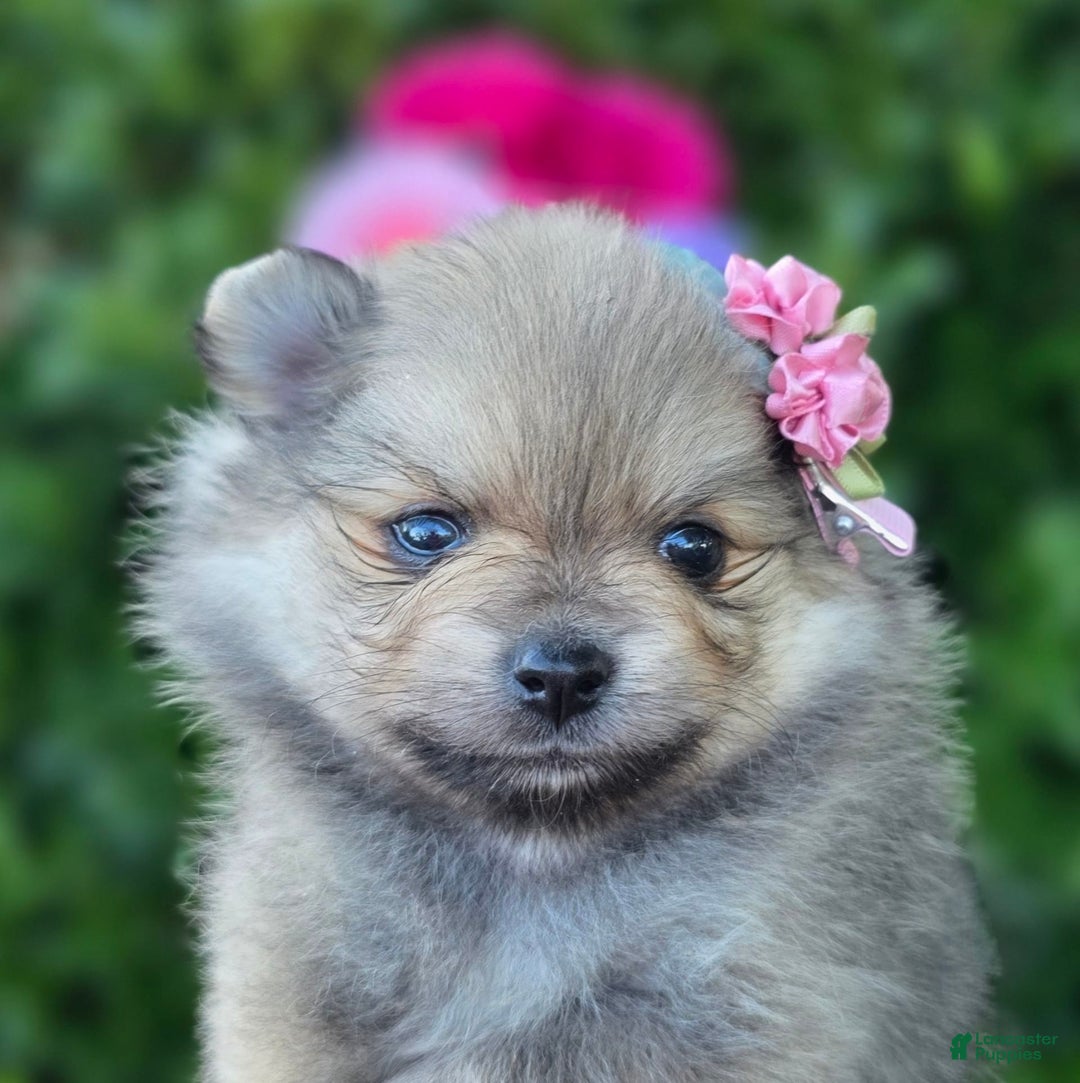 Pomeranian dogs for sale: Arya - Image 7