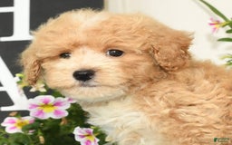 Bichpoo dogs for sale: Sport - Image 9