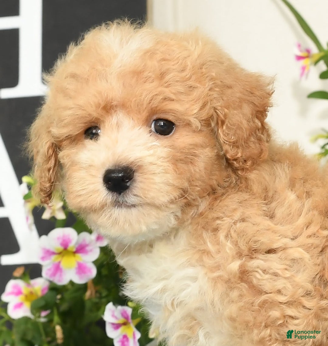 Bichpoo dogs for sale: Sport - Image 9