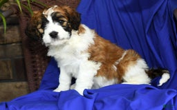 Saint Berdoodles dogs for sale: Lulu - Image 4