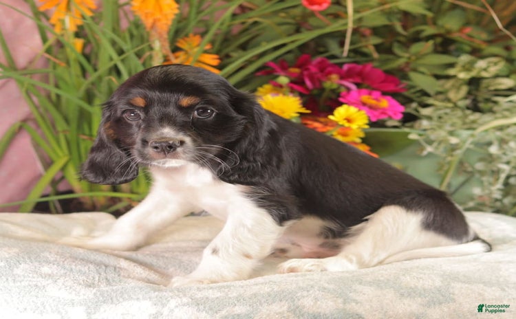 Cockalier dogs for sale - Ad 2