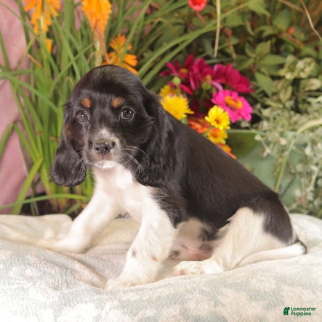 Cockalier dogs for sale - Ad 2