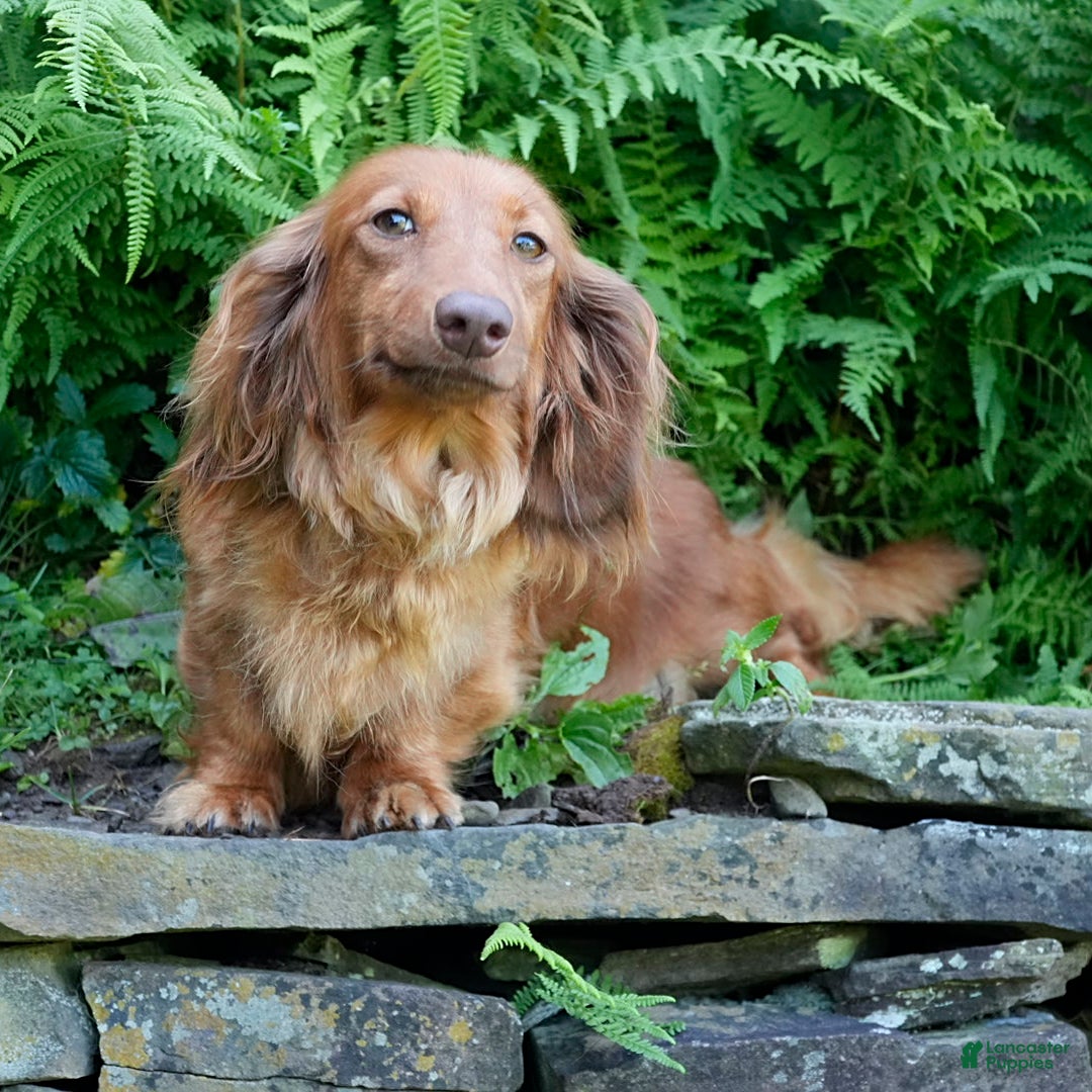 Miniature Dachshund dogs for sale: Mandi - Image 7