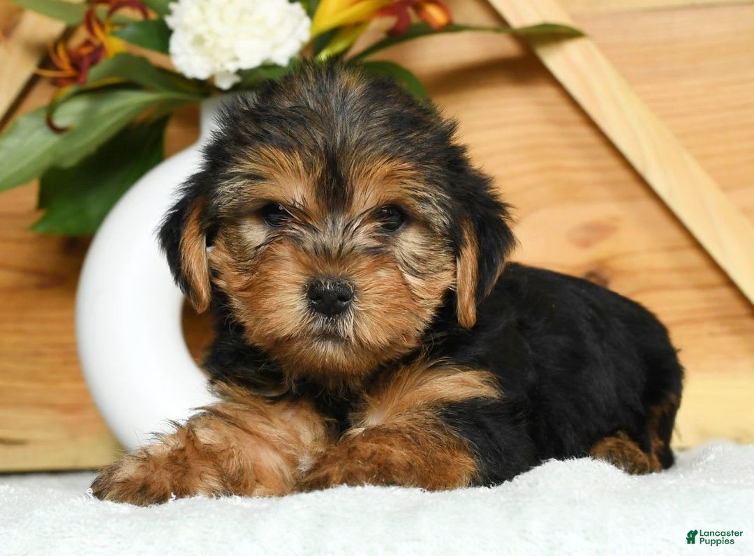 Yorkshire Terrier dogs for sale: Lucky - Image 1