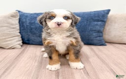 Mini Bernedoodle dogs for sale: Axle - Image 8
