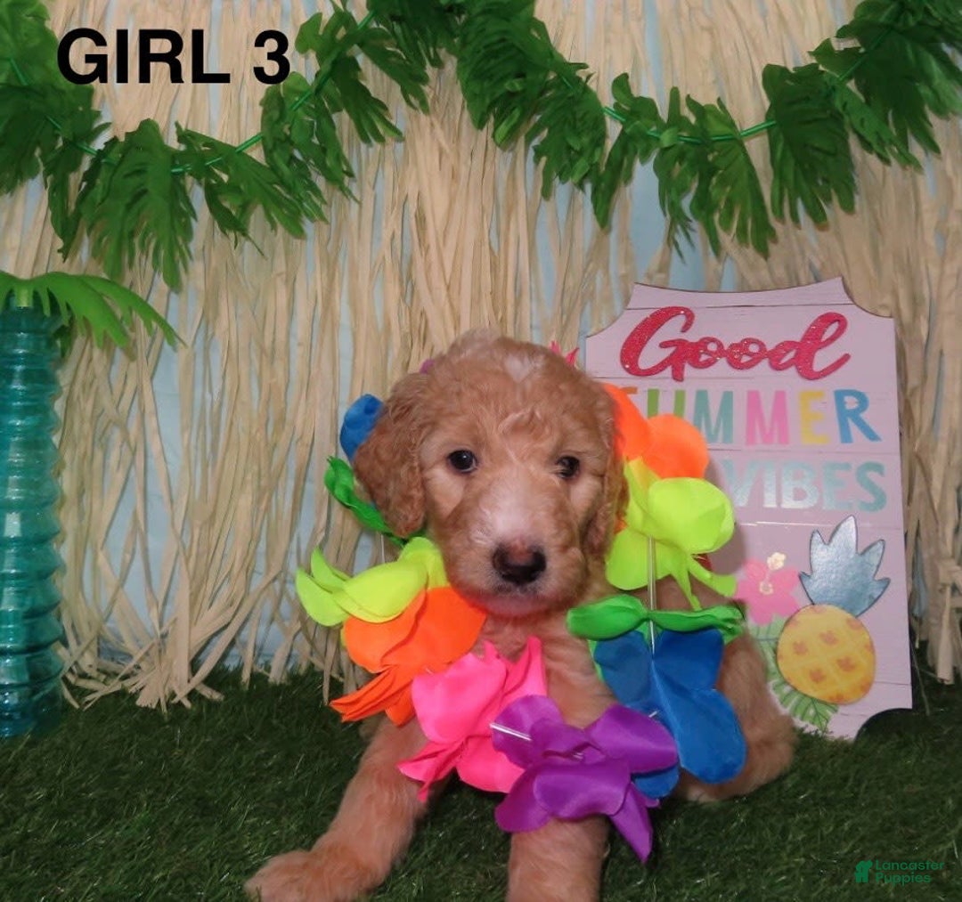 Goldendoodle dogs for sale: Rainbow Girl 3 - Image 4