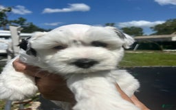 Miniature Schnauzer dogs for sale: Thor - Image 3