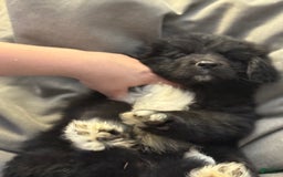 Newfoundland dogs for sale: Lando - Image 3