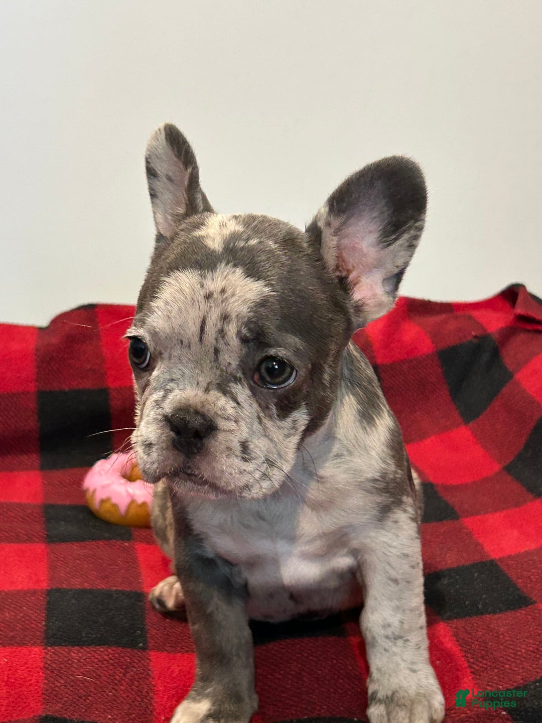 French Bulldog dogs for sale: Chi - Image 3