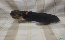Yorkshire Terrier dogs for sale: Alexa - Image 5