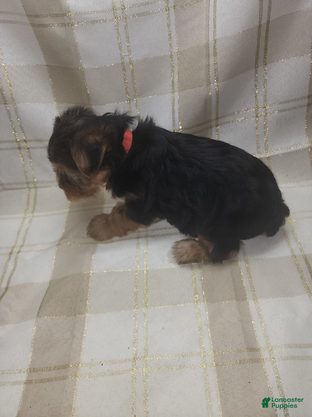 Yorkshire Terrier dogs for sale: Alexa - Image 5