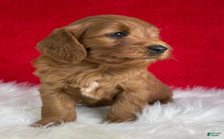 Mini Goldendoodle dogs for sale - Ad 2