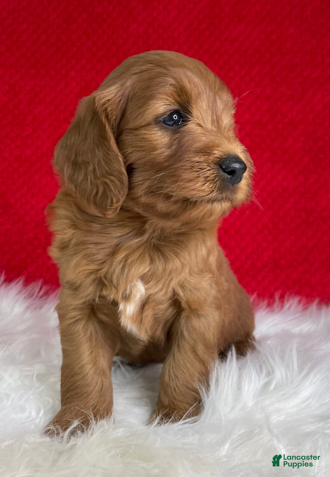 Mini Goldendoodle dogs for sale: Ollie - Image 1