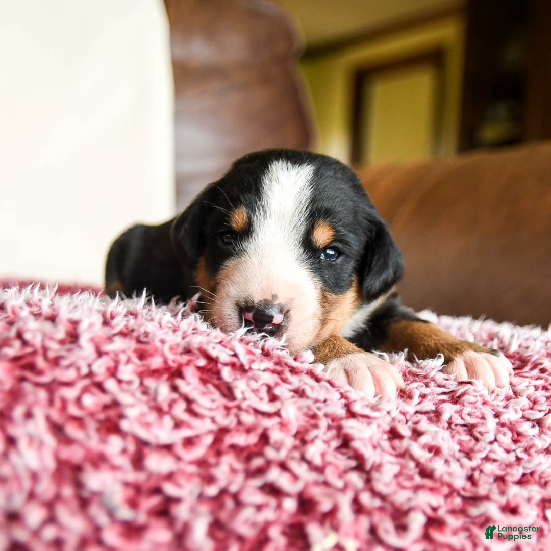 Greater Swiss Mountain Dog dogs for sale: Forest - Image 14